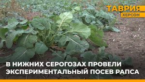 В Нижних Серогозах провели экспериментальный посев рапса