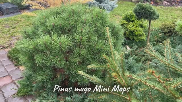 Pinus mugo Mini Mops
