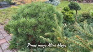 Pinus mugo Mini Mops