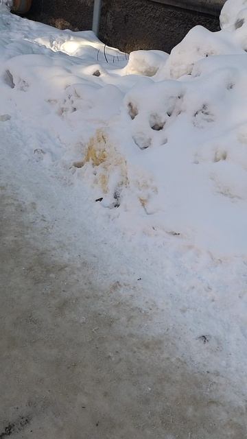 №145. ул. Полины Осипенко. 24 февраля 2025 г., 11:29:35. VID_20250224_112807665