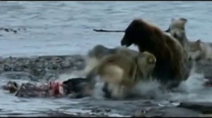 Волк тоже был когда- то человек