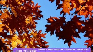 Уютная осень Футажи для видео скачать free