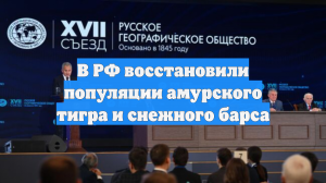 В РФ восстановили популяции амурского тигра и снежного барса