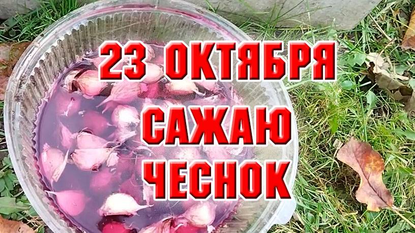 23 октября. Сажаю чеснок