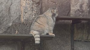 Манул Тимофей из Московского зоопарка