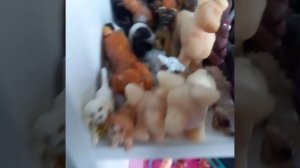 всем привет как у вас дела  это обзор на моих собак