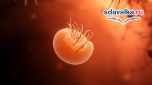 Биология 9 класс. Урок 14. Доказательства эволюции. Бесплатная подготовка к ОГЭ. Sdavalka.Ru