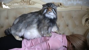 Манул Семен реалистичная мягкая подвижная игрушка.