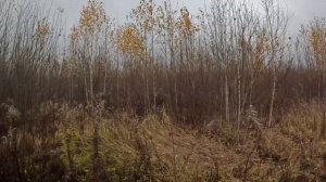 Прогулка с собакой в черте города без ружья на вальдшнепа Эпаньоль Бретон