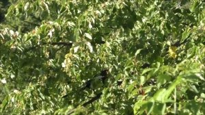 У сороки банный день