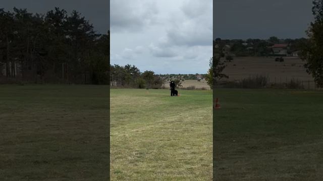 4.  выражено/пож YAGGI V. WESPEN HAUS (Goldene Bienenstock Zart – Джакарта из Новой Сибири)