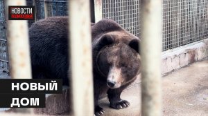 Медведь из Троицкого зоопарка в Мытищах получил московскую прописку