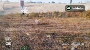 голден ретривер 15.08.25г.р