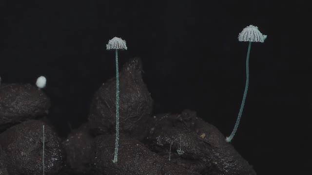 Как растут грибы. Навозник Грязный. смотреть онлайн