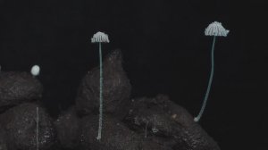 Как растут грибы. Навозник Грязный.