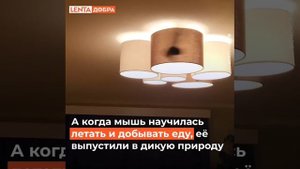 Спасение маленькой летучей мыши.
