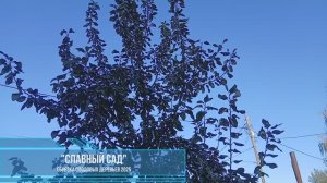Славный Сад. Обрезка плодовых деревьев 2025