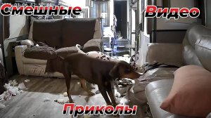 Самые смешные видео приколы|Юмор и Приколы