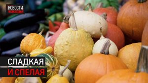 Тыква появилась на рынках Одинцова // 360 Одинцово