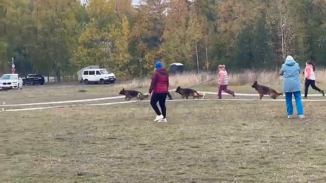 РАБОЧИЙ СУКИ ДШ / КЧК ПЕТРОЗАВОДСК 4 октября`25 Л.Косашвили Моно немецких овчарок