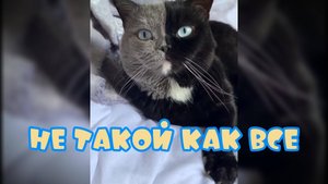Не такой как все #смешныекоты