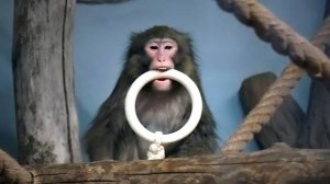 Смотрите танец от снежной обезьяны Кайко и тихую и обаятельную Китану.