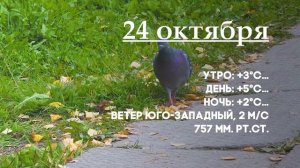 Погода на 24 октября