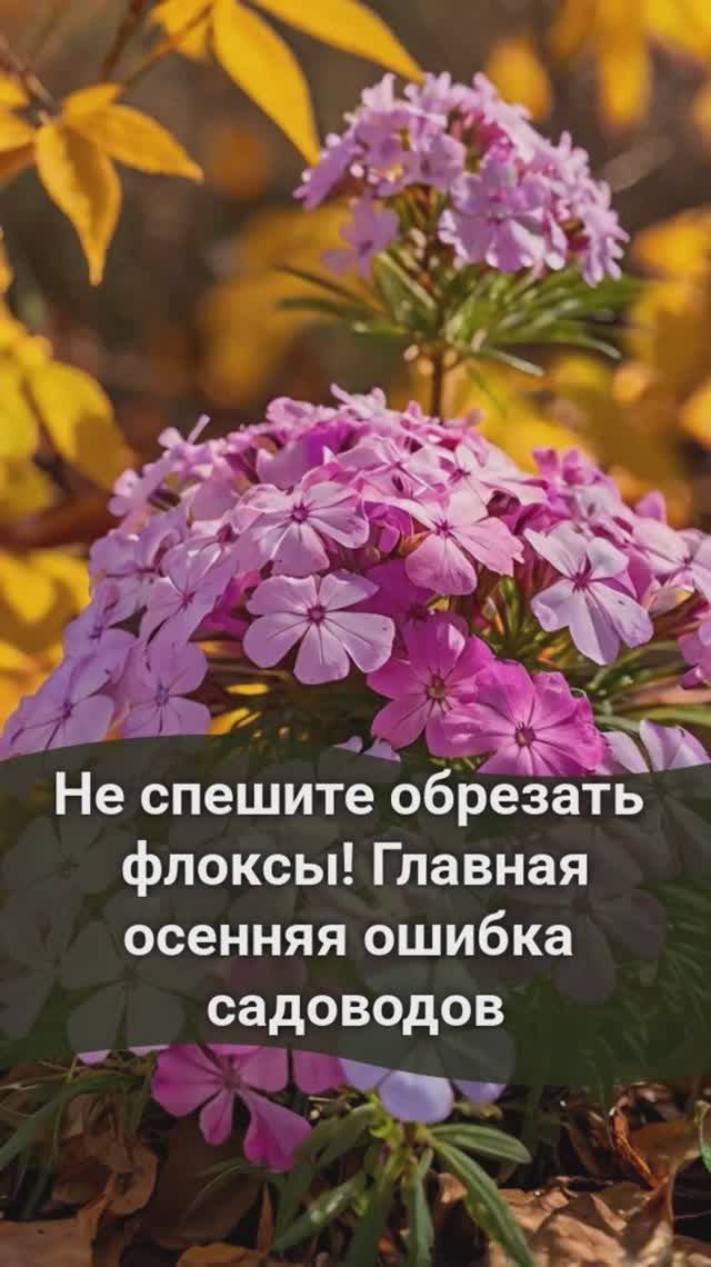 Не спешите обрезать флоксы! Главная осенняя ошибка садоводов #флоксы