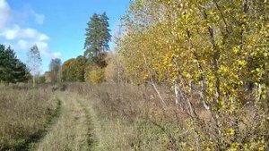 А кто не любит ❤💛💙тихой охоты. ? 🍁🍂🍂Осень. ОПЯТА. Любимые грибы. Одно удовольствие находить 👍.