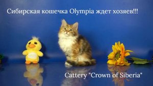 Сибирская кошечка Olympia, 2,5 месяца, окрас черепаховый мраморный с белым ждет хозяев