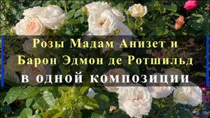 Розы Мадам Анизет и Барон Эдмон де Ротшильд в одной композиции