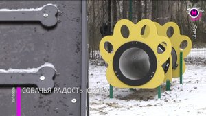 Площадка для выгула собак - Сургут