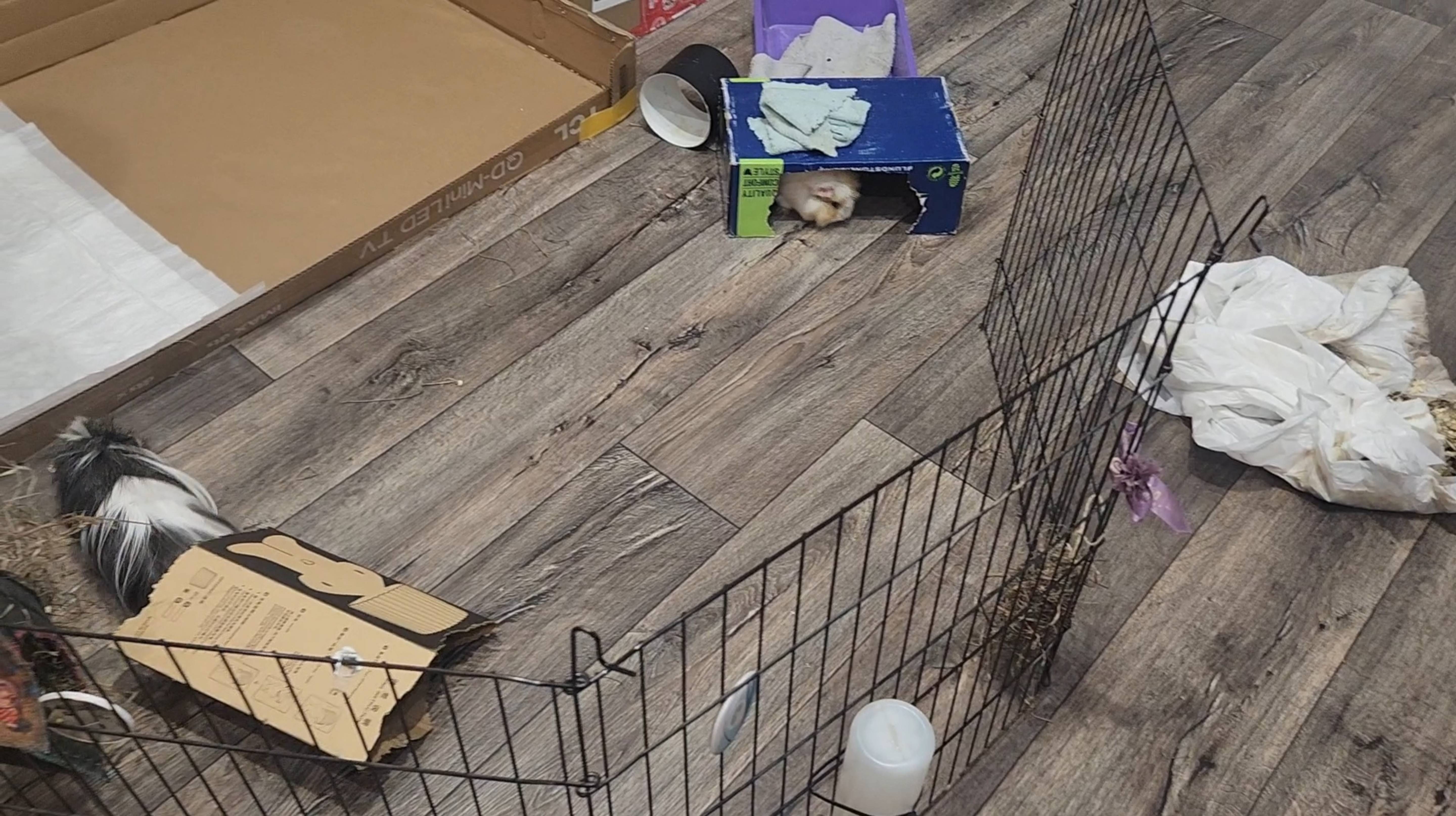 Морские свинки Улли и Пулли делают карусели