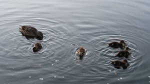 Утка с утятами