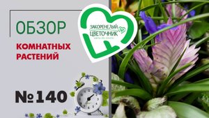 Эксклюзивные растения, новые алоказии, перцы, колеусы и филодендроны. Обзор комнатных растений №140