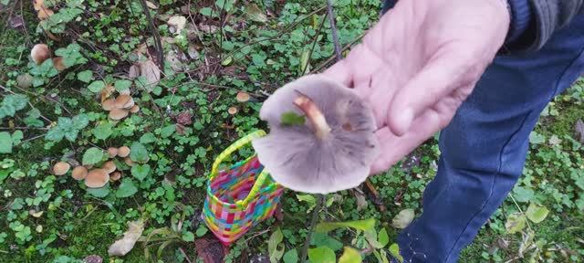 Грибы в октябре. Опенок маковый или серо-пластинчатые.