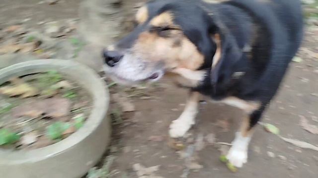 Реакция пса на пощёчину)