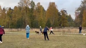 РАБОЧИЙ СУКИ / КЧК ПЕТРОЗАВОДСК 4 октября`25 Л.Косашвили Моно немецких овчарок