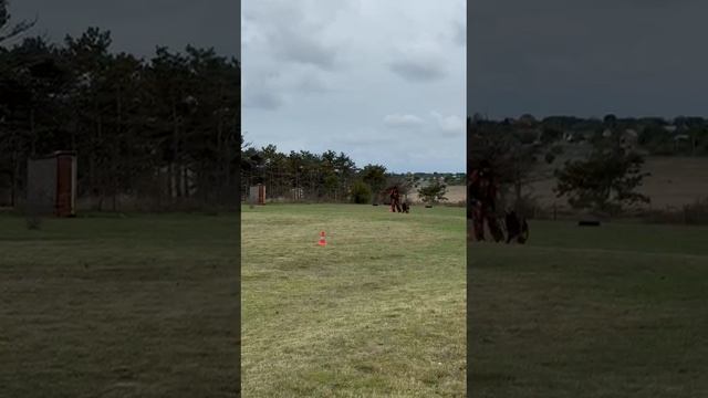 5.  выражено/пож ФЕРРАРИ С САМОГО ЧЕРНОГО МОРЯ (Кинг из Созвездия Львов – Харизма с Черного Моря)