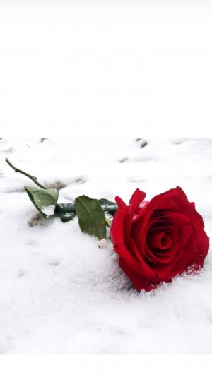 АЛАЯ РОЗА, БЕЛЫЙ СНЕГ.                                               Испанец