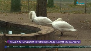 Лебеди из городских прудов переехали на зимние квартиры