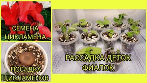 Посадка цикламенов семенами и клубнями. Отсадка и рассадка деток фиалок.