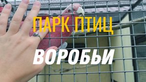 Парк птиц Воробьи. Попугаи, казуары, страусы, зебры и капибара. Самый большой парк птиц в России.