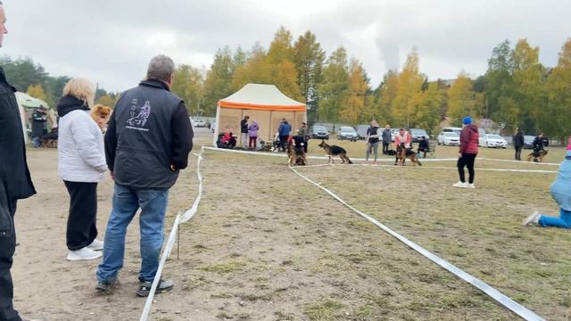 ЮНИОРЫ СУКИ ДШ / КЧК ПЕТРОЗАВОДСК 4 октября`25 Л.Косашвили Моно немецких овчарок