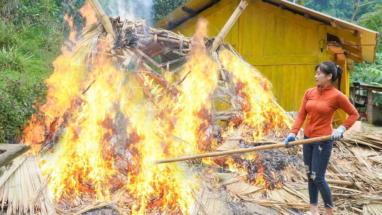 Бамбуковая хижина и множество поваленных деревьев — уборка на ферме после сильного урагана.