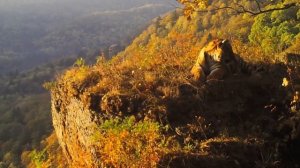 Амурские тигры вышли к краю скалы в Приморье!