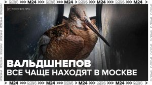 Краснокнижных вальдшнепов чаще стали замечать в Москве - Москва 24