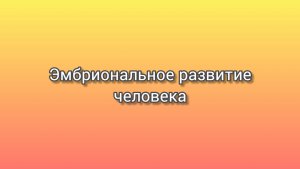 Эмбриональное развитие человека