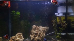 Аквариум с Золотыми рыбками 4K №1