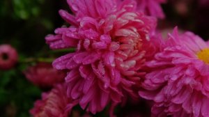 72-й бал хризантем в Никитском ботаническом саду